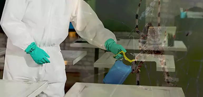 Why Buyers Still Want Homes With Pest Infestations in Lakewood, CO?